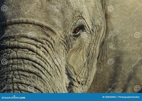 Close Up Of African Elephant Loxodonta Africana Selective Focus Stock