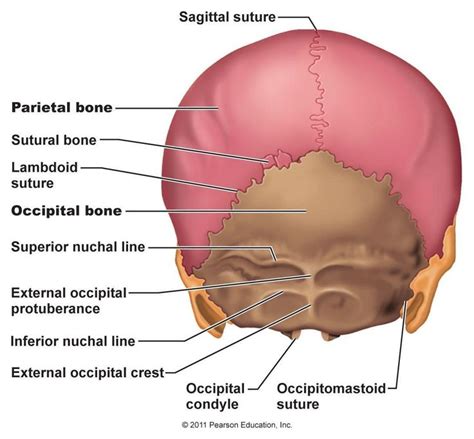 Posterior Skull View Skull Anatomy Anatomy Bones Skull