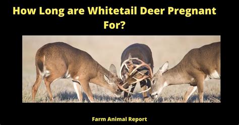 How Long Are Whitetail Deer Pregnant For Whitetail Deer