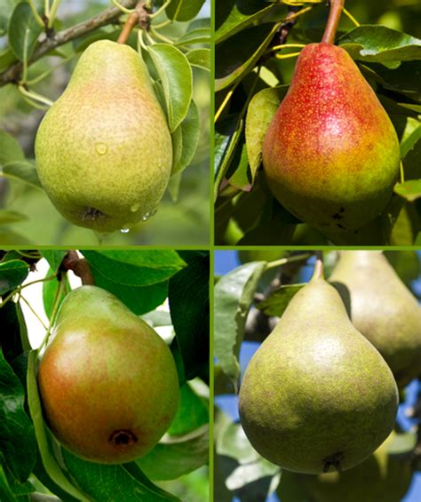 20th Century Asian Pear Tree Ison S Nursery And Vineyard