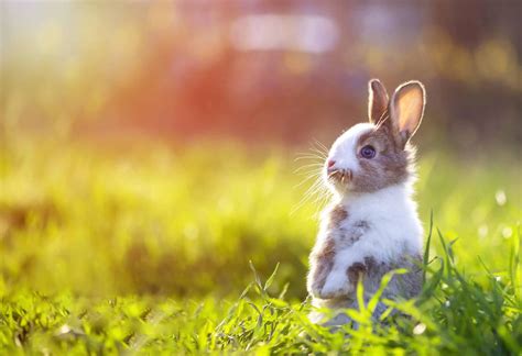 Can Pet Rabbits Handle Hot Weather Simplyrabbits Rabbit Care