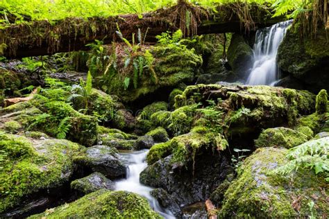 Serene Waterfall In The Forest Stock Image Image Of Plants Park