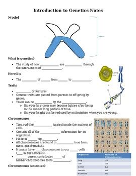 Download amoeba sisters video recap worksheet doc. Amoeba Sisters Alleles And Genes Worksheet - As Genetic Drift Docx Amoeba Sisters Video Recap ...