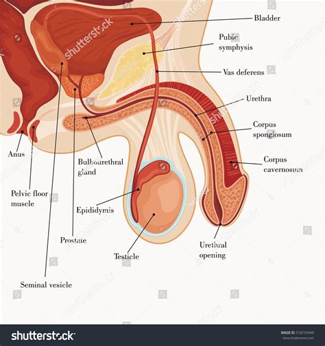 Male Reproductive System Diagram World Of Reference