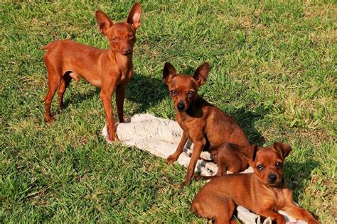 Miniature Pinscher | Dog Breed Facts & Advice | Mypetzilla UK