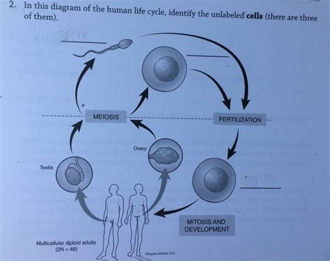 Biology worksheet category page 3. Solved: 2. In This Diagram Of The Human Life Cycle, Identi ...