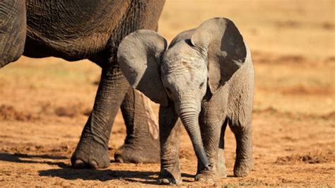 8 Surprising Facts That Prove Elephants Are The Greatest Animals On