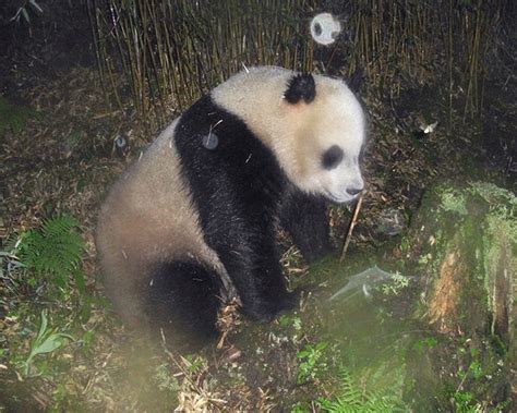 Photos Et Vidéo Rares De Pandas Géants Sauvages En Chine