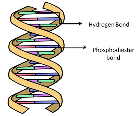 The Two Strands Of Dna Are Held Together By Bonds Ofa Nitrogenb