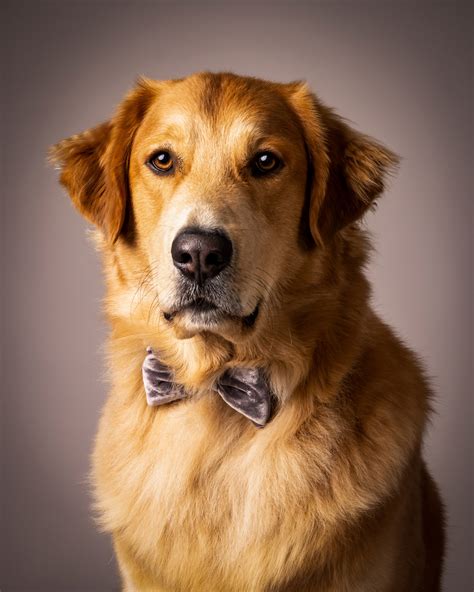 Studio Pet Portrait Sessions In Nj Good Doggy Photography