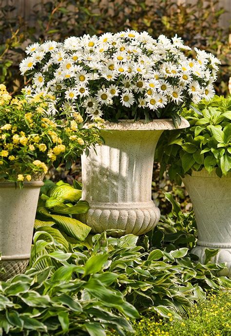 25 Best Perennials For Containers Images On Pinterest