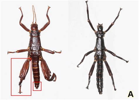 Cet Insecte Géant Nous Revient Doutre Tombe