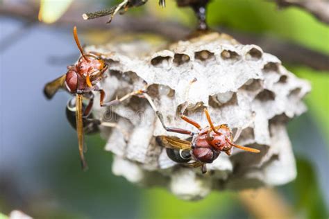 Close Up Of Red Hornets In Nest Hanging On Tree Stock Image Image Of