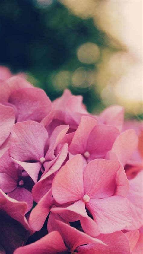27 Floral Iphone 7 Plus Wallpapers For A Sunny Spring Preppy