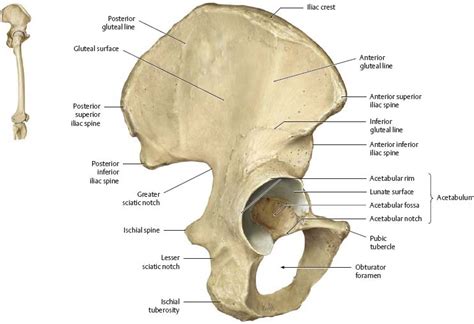 Hip And Pelvic Bone Anatomy