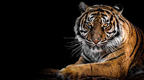 Siberian Tiger 4k Ultra Hd Wallpaper Background Image 3840x2160