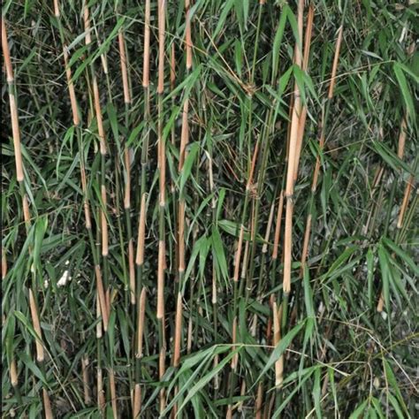 Bambou Non Tra Ant Fargesia Asian Wonder Pot De Litres Gamm Vert