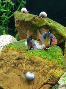 Was zeichnet den bolivianischen schmetterlingsbuntbarsch aus? Schmetterlingsbuntbarsche Zucht (Mikrogeophagus ramirezi ...