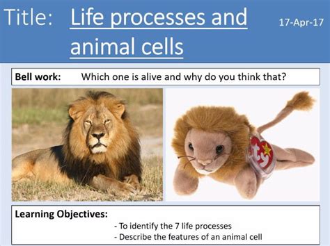 It gives a stiff and rigid shape to the cell. Year 7 Cells lesson 1 - Life processes and animal cells ...