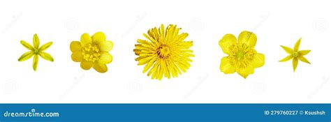 Set Of Yellow Wild Flowers Isolated On White Or Transparent Background