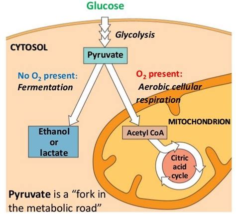 Glycolysis Questions Study For The Nsca Cscs Exam