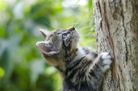 Selective Focus Photography Of Gray Tabby Kitten Climbing A Tree Photo