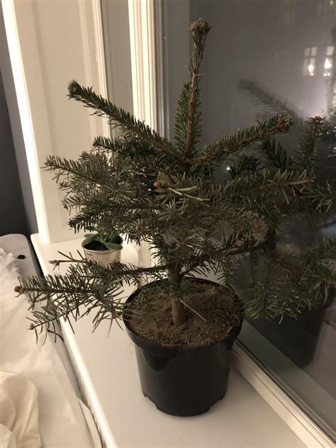 However, when a beloved tree begins to deteriorate, you. Help! Potted Pine Tree Dying : plants