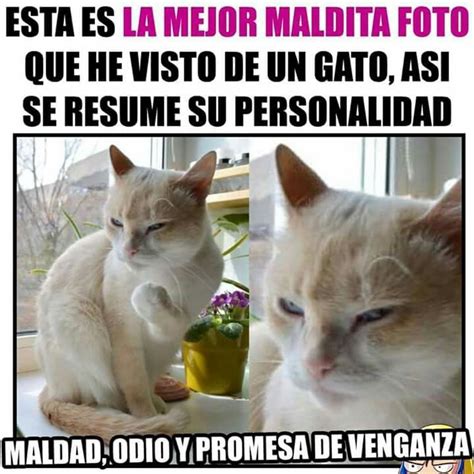 Los Mejores Memes De Gatos Enojados El Blog De Karen Y El Gato