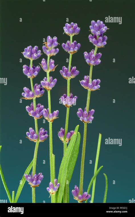 Common Or English Lavender Lavandula Angustifolia Lavendula