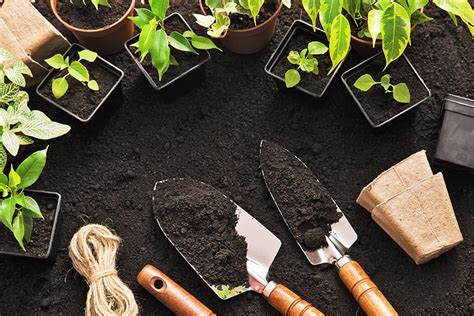 The 13 Essential Nutrients That Plants Need To Thrive An Overview Of