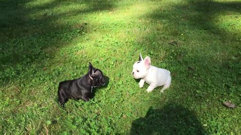 9 Week Old French Bulldog Puppies Love To Play 6716 Youtube