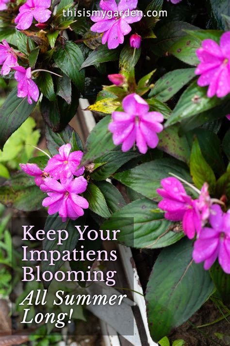 Top Tips To Keeping Your Impatiens Looking Beautiful All Summer Long