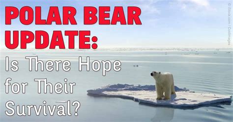 Polar Bear Population Decline Due To Diminishing Sea Ice