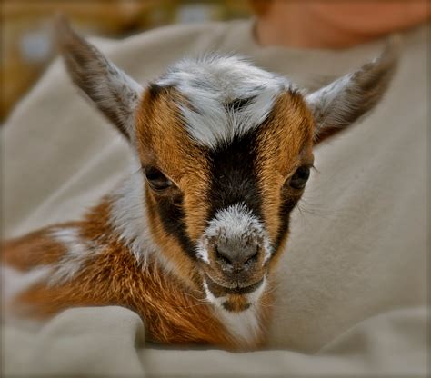 Kellers On The Prairie Baby Goat Love