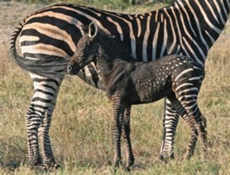 Rare Colored Zebras