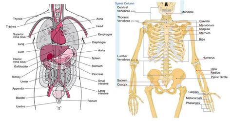 Torso Anatomy Diagram Preliminary Training Part 5 Internal Organ