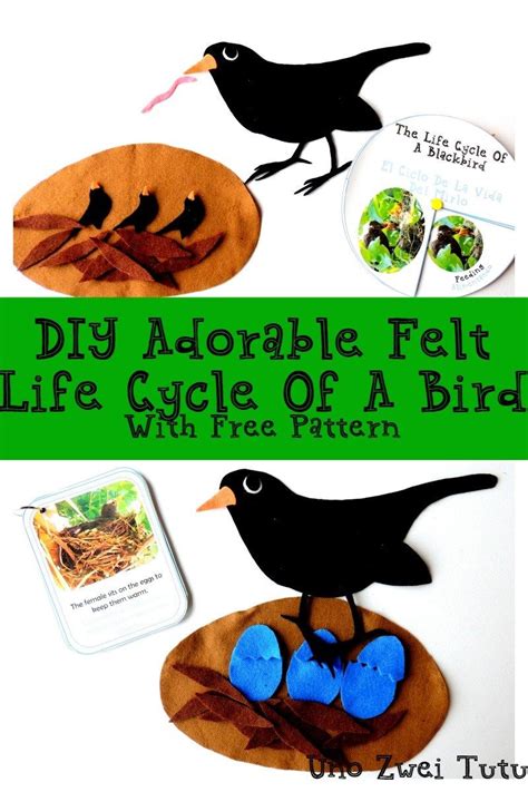 How To Make An Adorable Bird Life Cycle Using Only Felt Bird Life