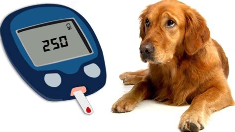 Diabetes In Dogs How To Prevent And Treat Diabetes In Dogs Petmoo