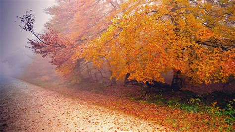 Feuilles Et Des Arbres Fonds Décran Hd Automne Brumeux 13 1920x1080