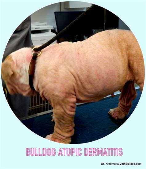 Itching Allergies In Bulldogs And French Bulldogs Vet4bulldog