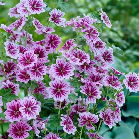 Flowers are one of the most beautiful creations of nature. 'Zebrina' Mallow is a magnificent plant with spires of ...