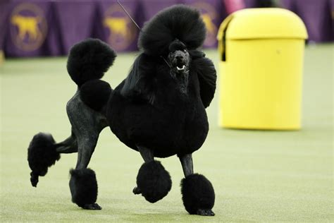 Poodle Perfection Siba Wins Best In Show At Westminster Wtop
