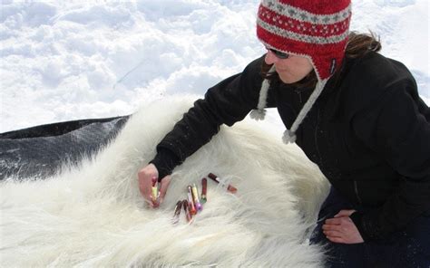 Land Based Foods Wont Float Polar Bears Through Ice Declines Pique