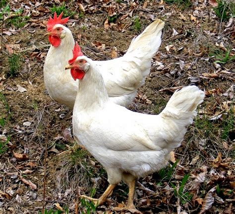 White Leghorn Chickens Baby Chicks For Sale Cackle Hatchery
