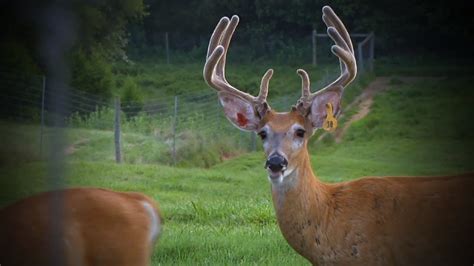 Bluegrass Whitetails Deer And Wildlife Stories Youtube