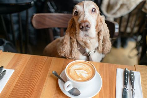 11 Dog Friendly Places To Eat In Scotland