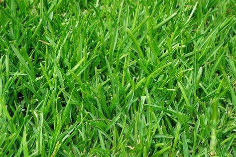 Our Quick Guide To Finding The Best Fescue Grass Seed Properly Rooted