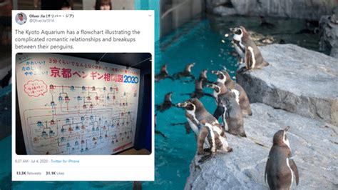kyoto aquarium has a board explaining its penguins complicated love lives and it s adorable