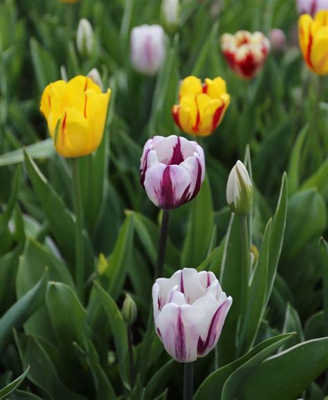 What Was The Original Colour Of Tulips
