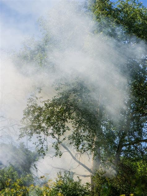 Smoke From Fire In The Forest With A Drying Summer Countryside Stock